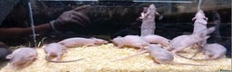 Rat rodents for sale: Dumbo Rats , Normal furred - Rex - Nakeds - Advert 7