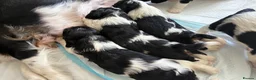 Cavalier King Charles Spaniel dogs for sale: Stunning puppies  in Oldham - Advert 4