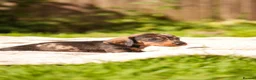 Dachshund dogs for sale: Rare Standard Wire Haired Dapple Dachshunds  in Leicester - Advert 11