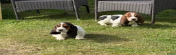 Basset Hound dogs for sale: Beautiful Basset Hound Puppies - Advert 5