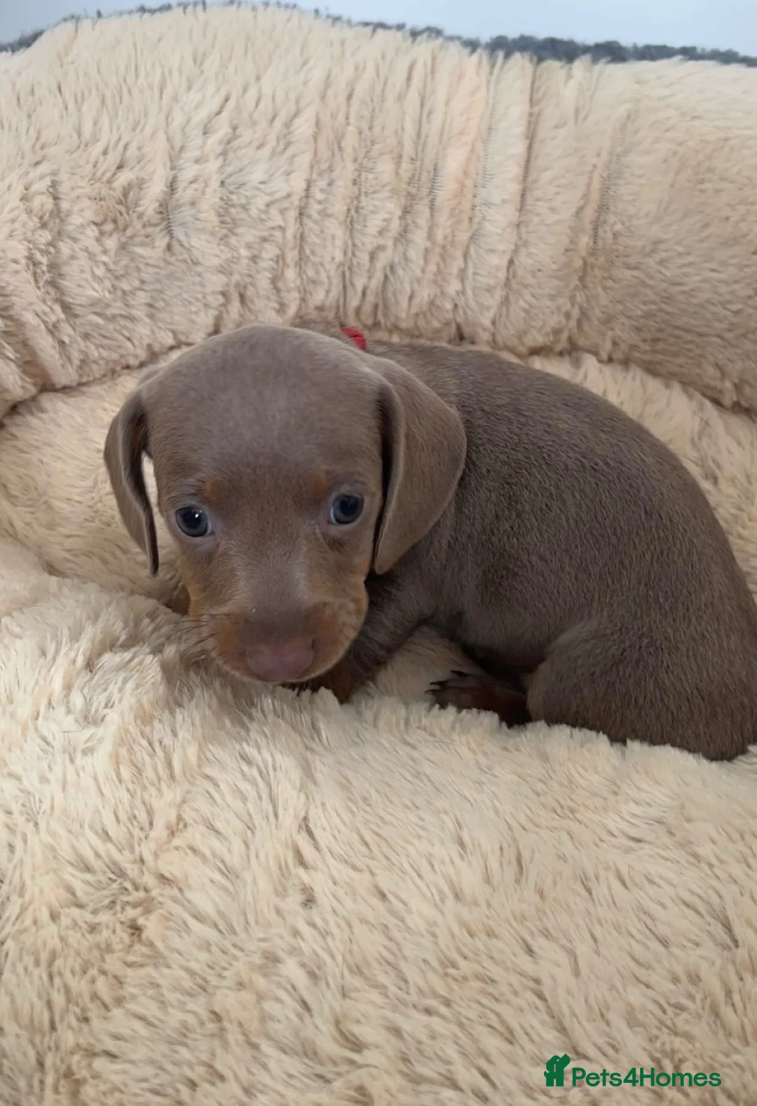 Dachshund dogs for sale: 6 beautiful dachshund puppies - Advert 10