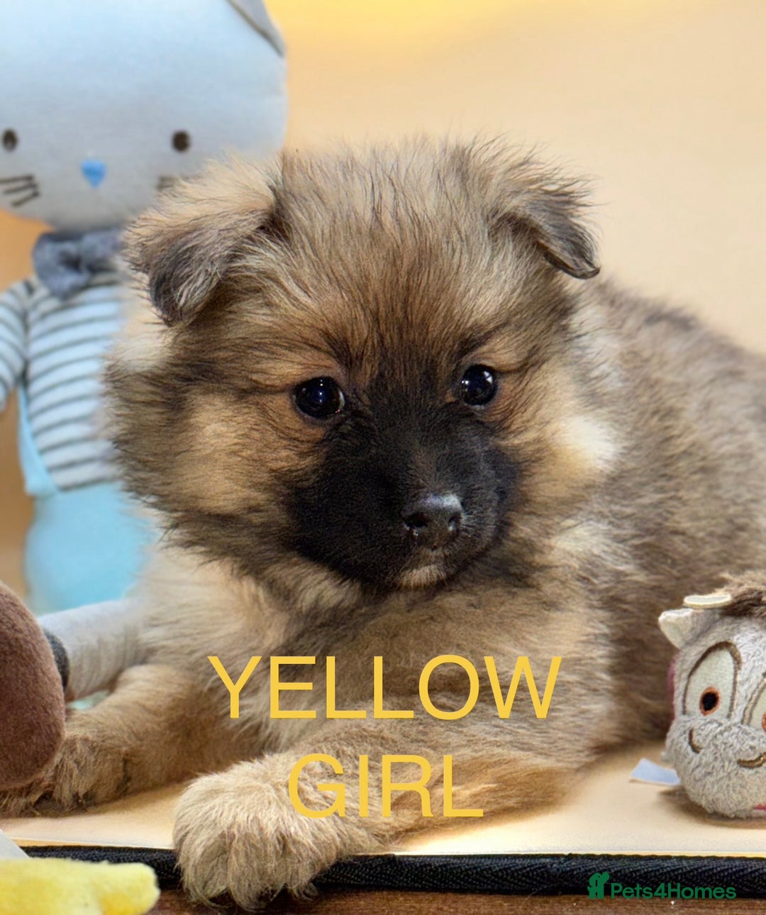 Pomeranian dogs for sale: 6 Adorable Mini/Tiny/ Fluffy Pomeranian Puppies  - Advert 16