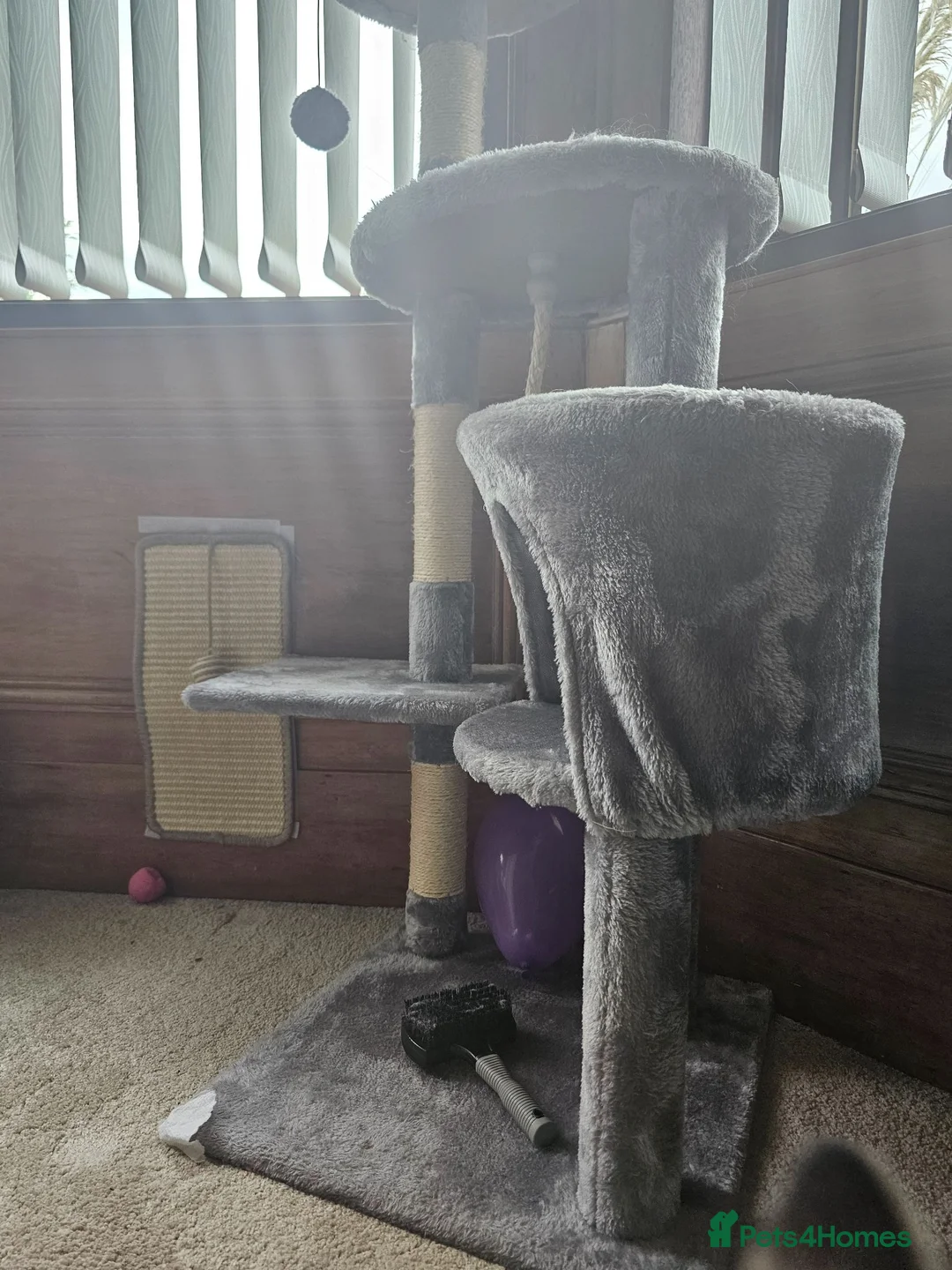 Ragdoll cats for sale: Beautiful 1 Year Old Ragdoll Cat chipped, neutered in Dundee - Advert 9