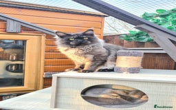 Maine Coon cats for sale: Main coons - Image 4
