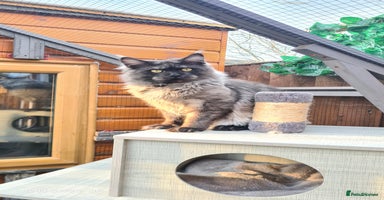 Maine Coon cats - Advert 9