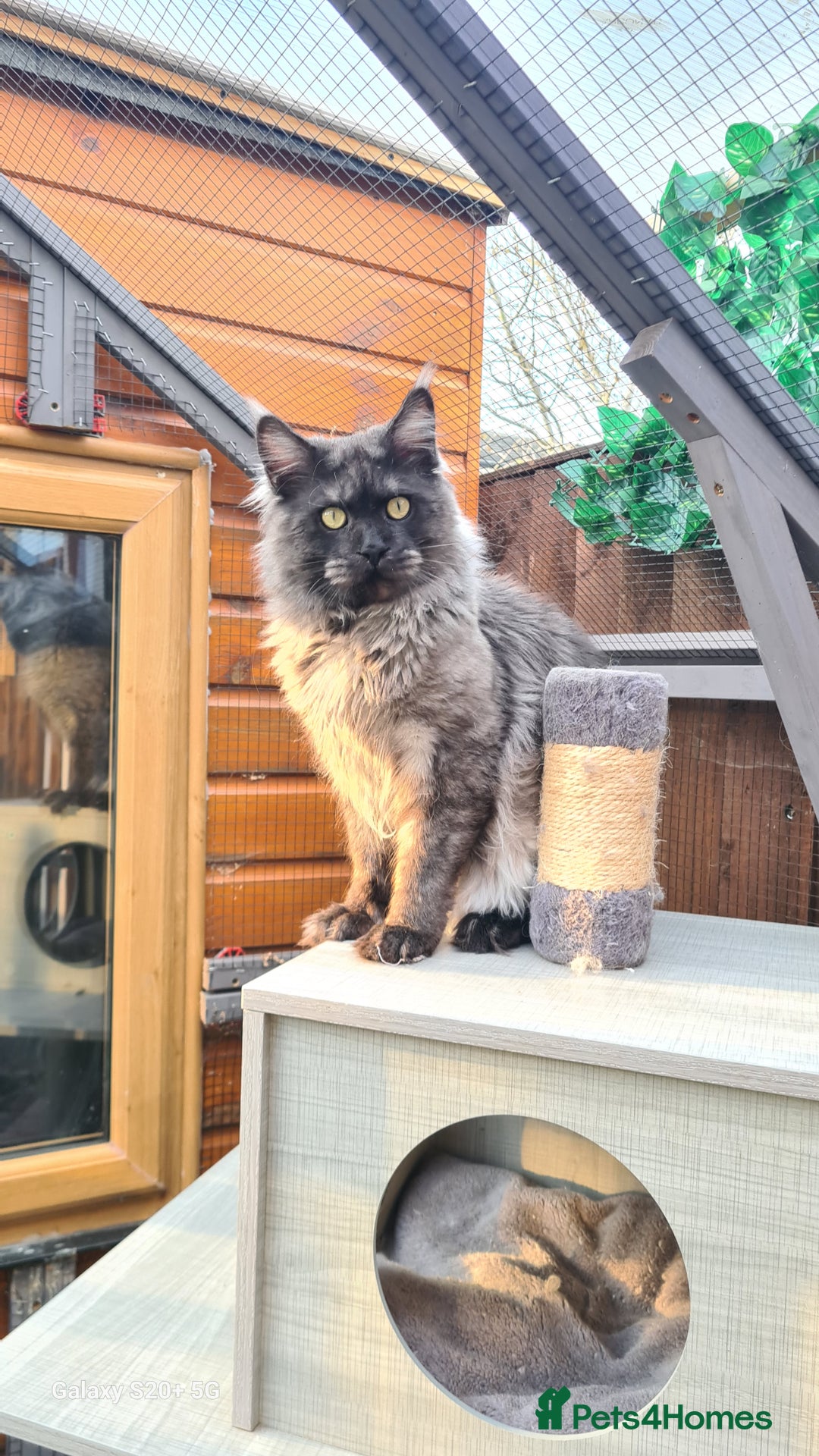 Maine Coon cats for sale: Main coons - Image 4