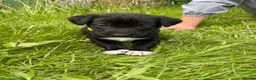 Mixed Breed dogs for sale: LAST ONE Beautiful mixed breed. DNA profile added - Advert 24