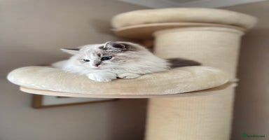 Ragdoll cats - Advert 3