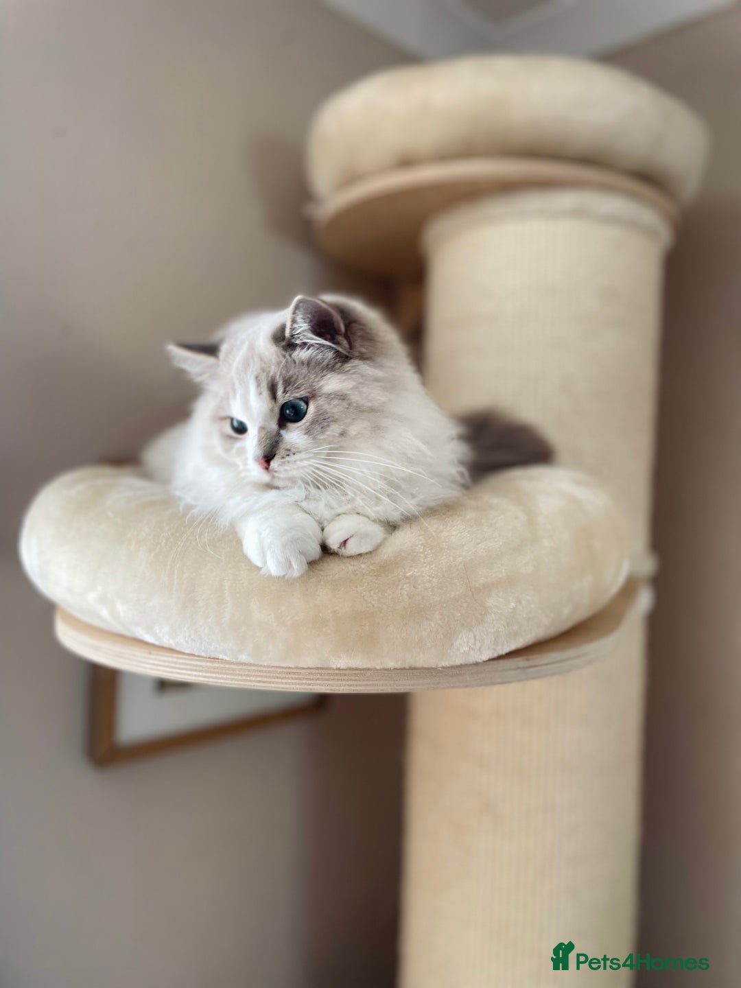 Ragdoll cats for sale: TICA registered blue mink ragdoll kitten - Image 2