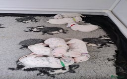 Dalmatian dogs for sale: Show Line LUA KC Dalmatian Puppies - Licensed - Image 2