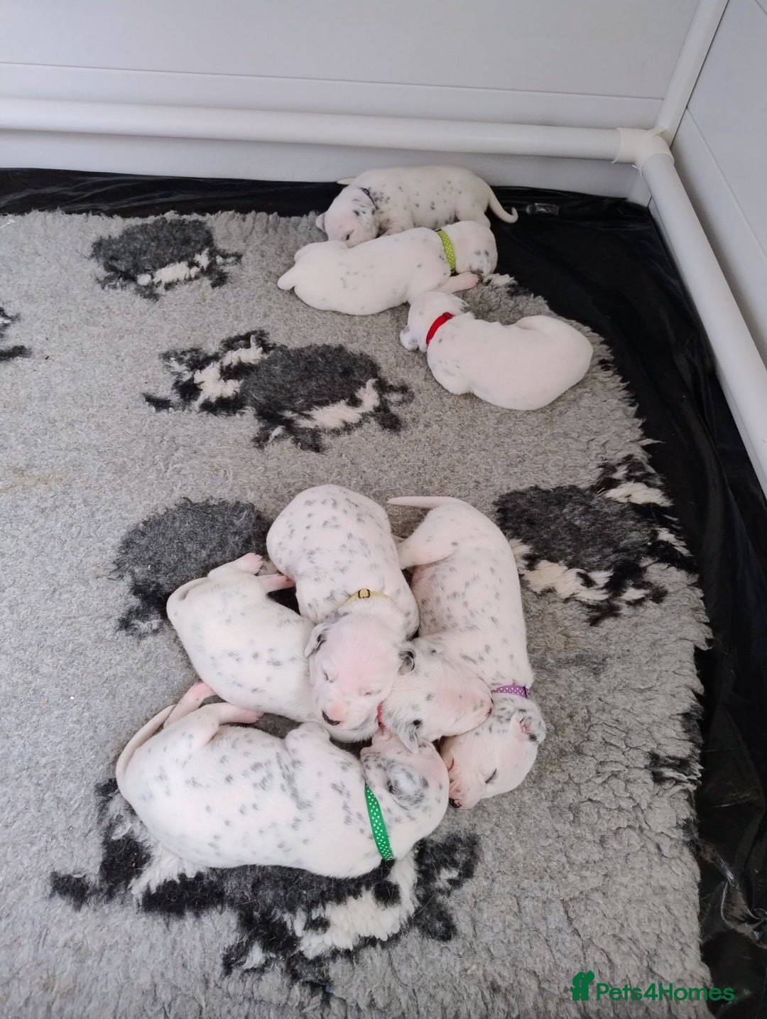 Dalmatian dogs for sale: Show Line LUA KC Dalmatian Puppies - Licensed - Image 2