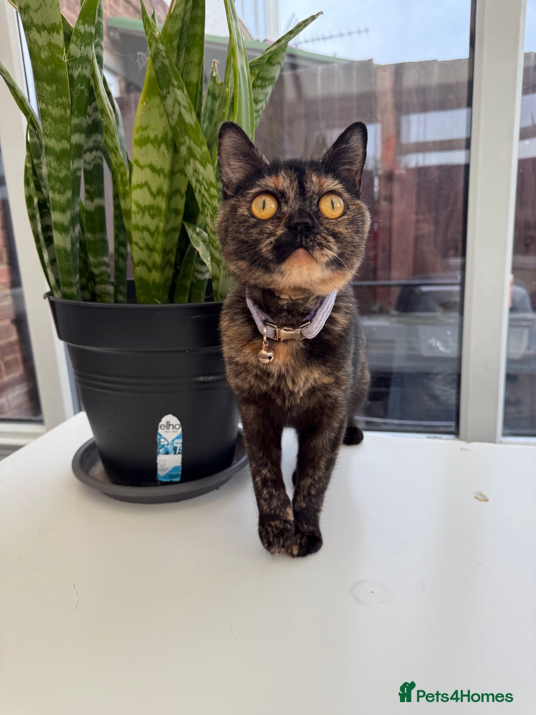 British Shorthair cats for sale: Rare Coloured British Shorthair kittens - Image 8