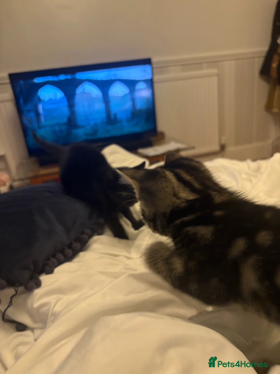 Mixed Breed cats for sale: I black and 1 Tabby  in London - Advert 5