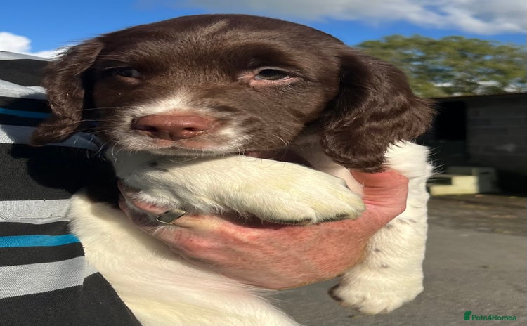 English Springer Spaniel dogs - Advert 10