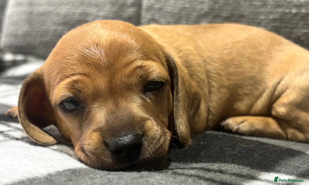 Miniature Dachshund dogs for sale: Beautiful KC Reg Miniature Dachshund Puppies - Image 18