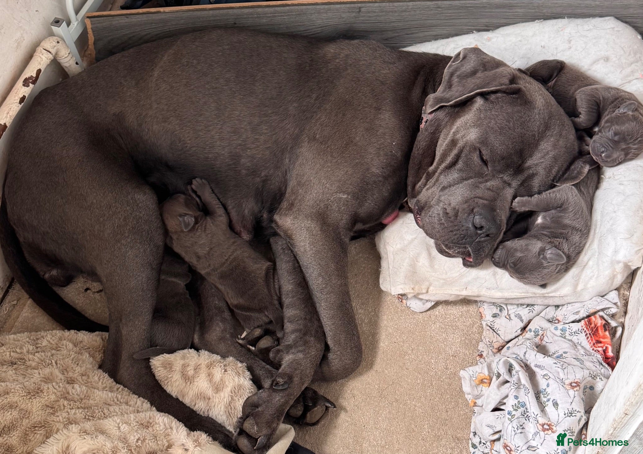 Mixed Breed dogs Stunning American pit corso’s  - Advert 10