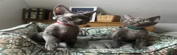 Devon Rex cats for sale: Devon Rex kittens  - Advert 26