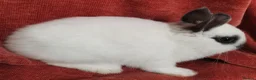 Netherland Dwarf rabbits for sale: Tiny Netherland Dwarf - LAST ONE + Hay/Food/Treats - Advert 3