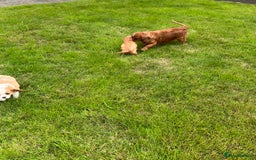 Cavalier King Charles Spaniel dogs for sale: HEALTH TESTED KC REG low co eff cavalier puppies - Image 9