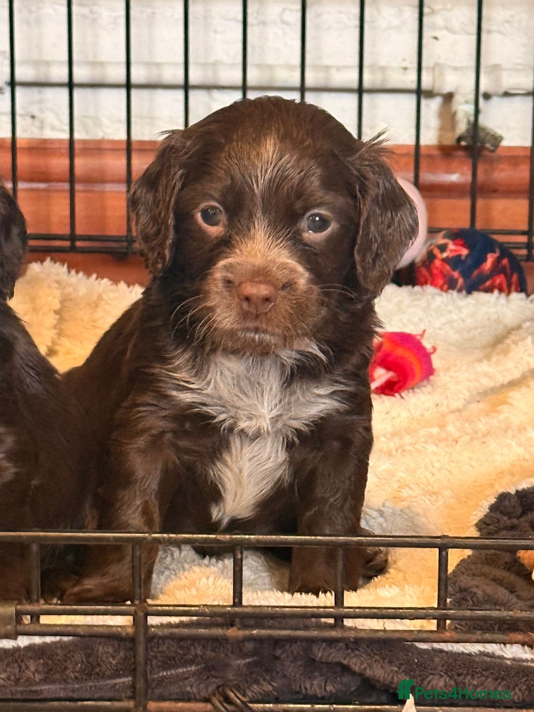 Cocker Spaniel dogs for sale: Cocker spaniel puppies - Advert 1