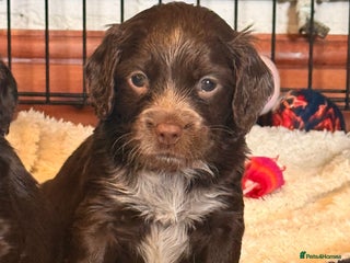 Cocker Spaniel dogs Cocker spaniel puppies - Advert 3