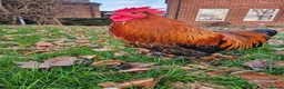 Chickens poultry for sale: Bantam rooster needs rehoming - Advert 2