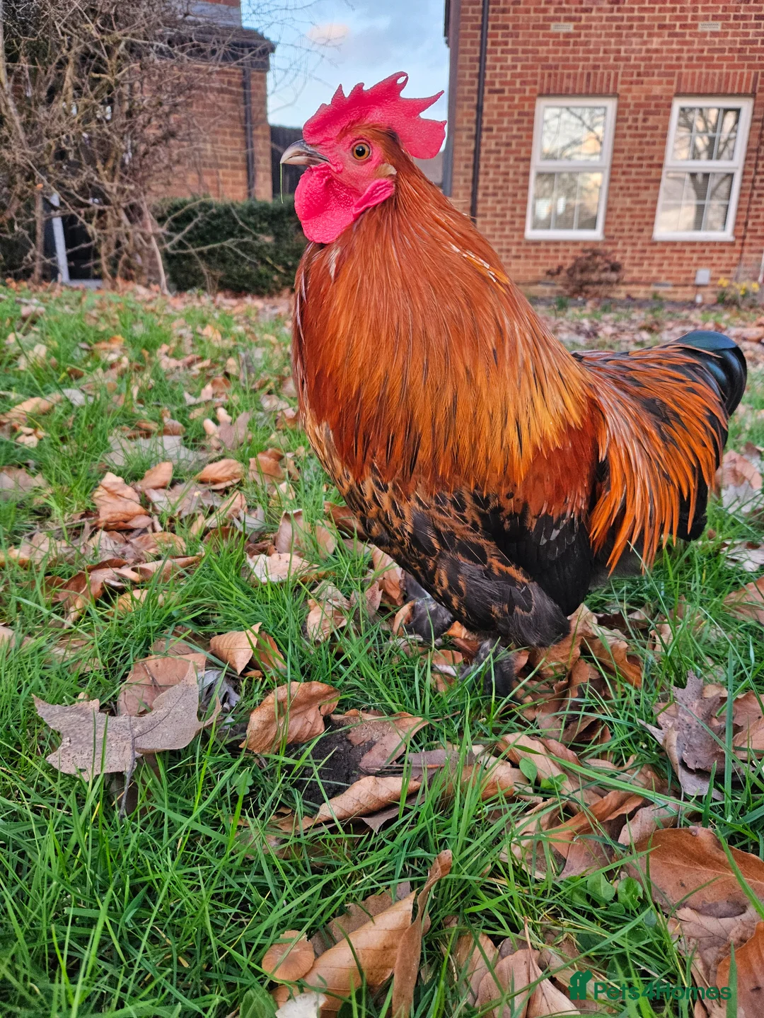 Chickens poultry for sale: Bantam rooster needs rehoming - Advert 2