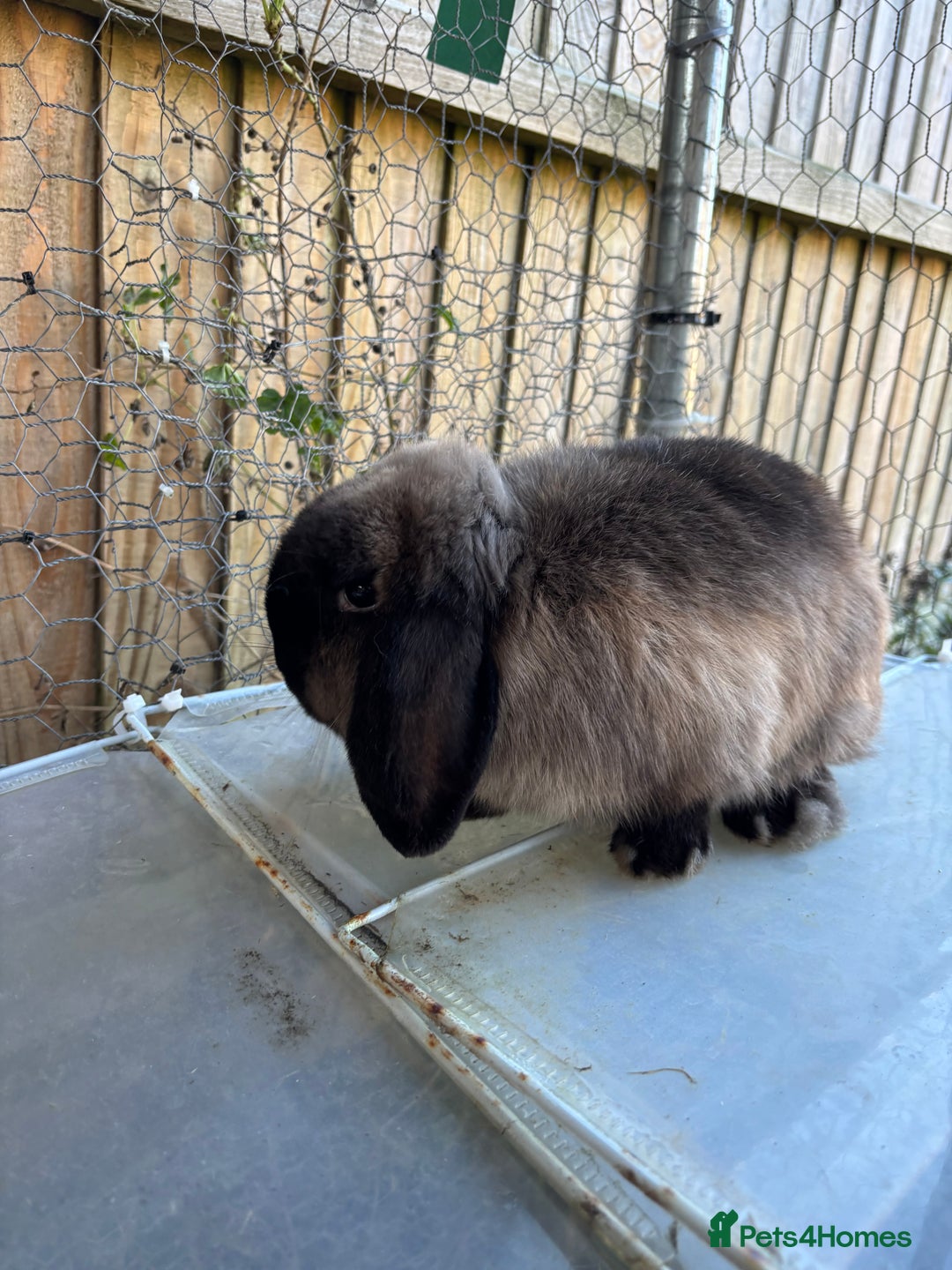 Mini Lop rabbits for sale: 3 male mini lop rabbits  - Advert 5