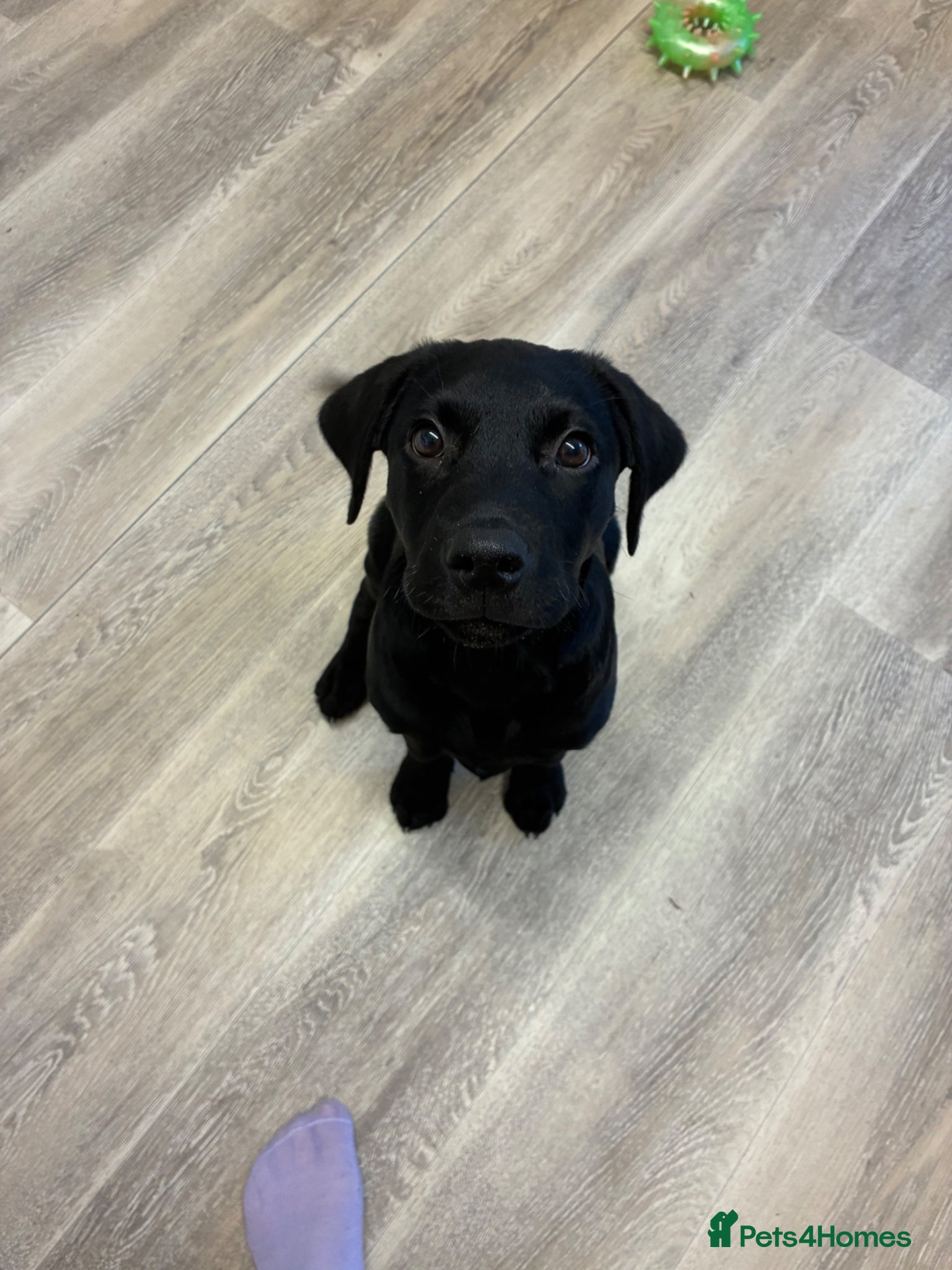 Labrador Retriever dogs 15 weeks male Labrador puppy - Advert 1