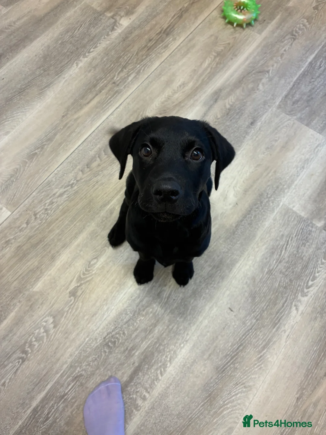 Labrador Retriever dogs for sale: 15 weeks male Labrador puppy - Advert 1