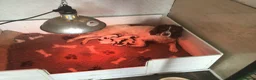 English Springer Spaniel dogs for sale: Springer Spaniel Puppies - Advert 2