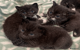 Domestic Shorthair cats for sale: Gorgeous Black/White Domestic Shorthairs Available - Image 2