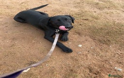 Springador dogs for sale: Coco pop  - Image 1