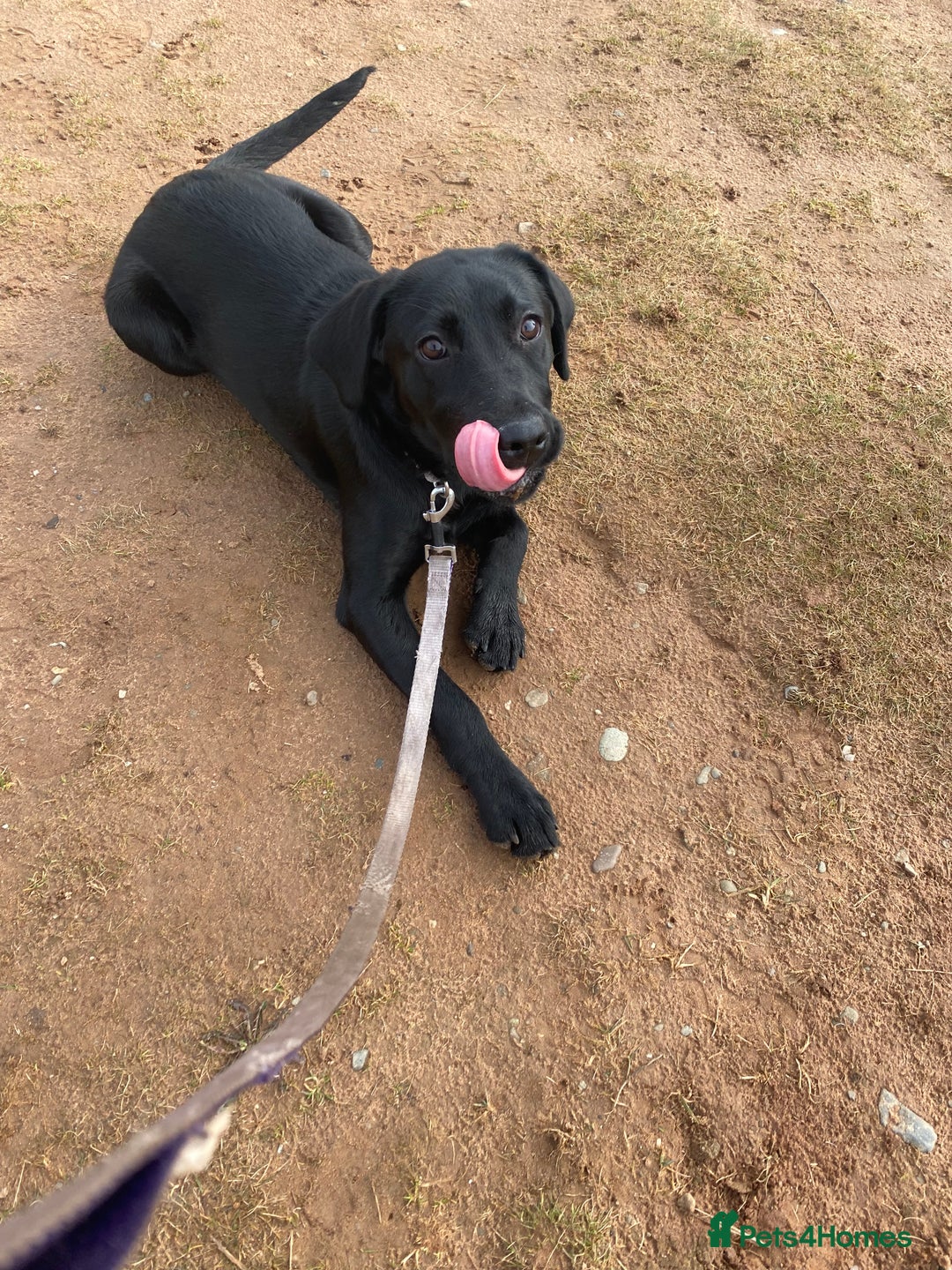 Springador dogs for sale: Coco pop  - Image 1