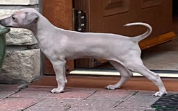 Italian Greyhound dogs for sale: Beautiful Italian Greyhound girls - Image 4