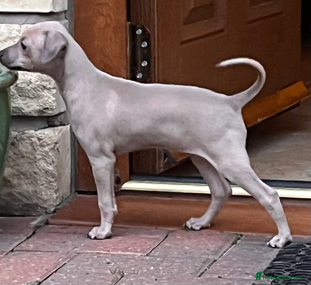 Italian Greyhound dogs for sale: Beautiful Italian Greyhound girls - Image 4