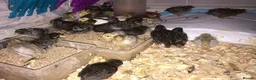 Quail poultry for sale: QUAILS/CHINESE PAINTED BUTTONS ! - Advert 8