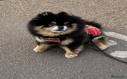 Pomeranian dogs for stud: Pomeranian for Stud - Advert 3