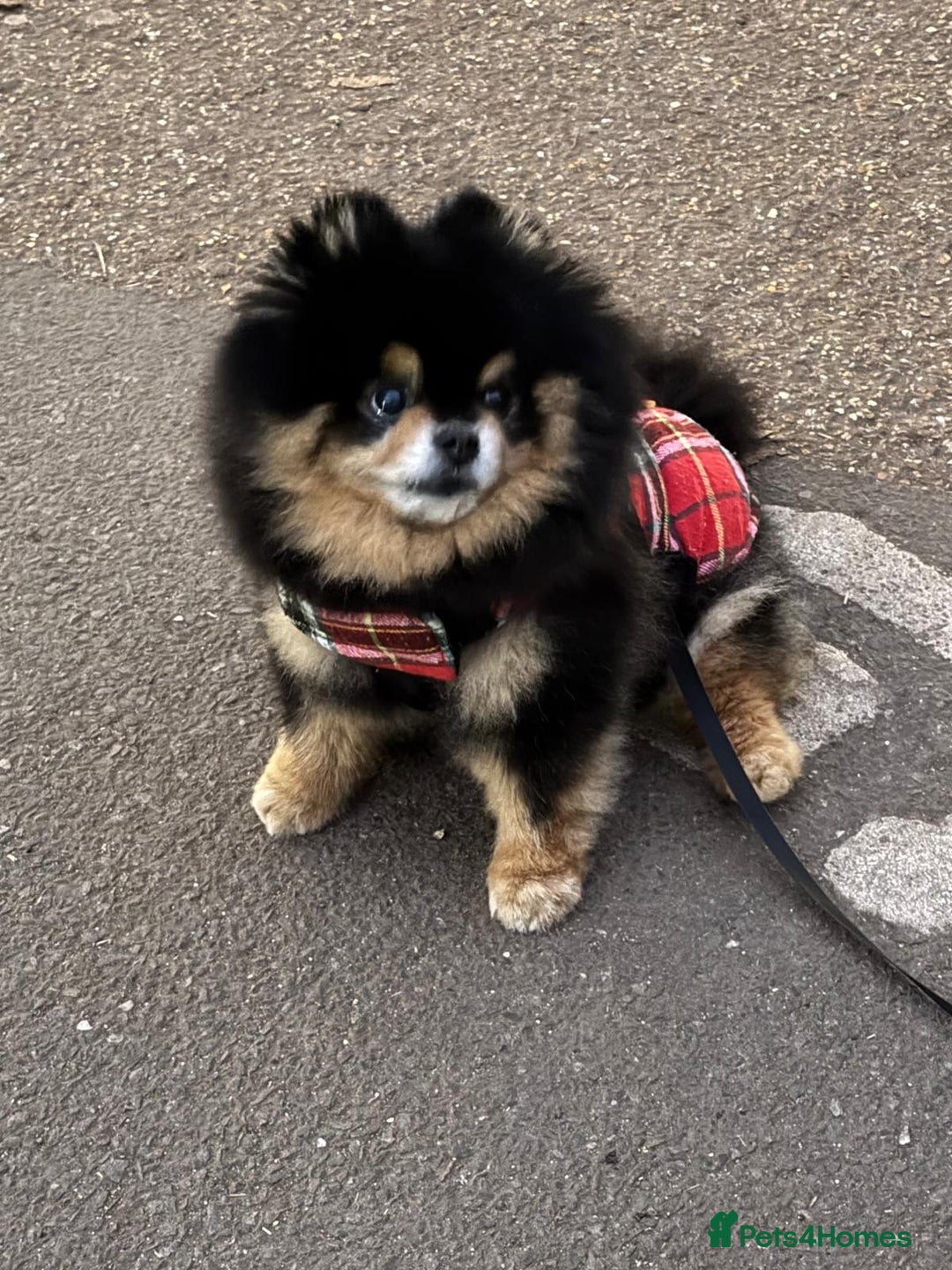 Pomeranian dogs for stud: Pomeranian for Stud - Advert 3