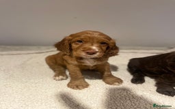 Cocker Spaniel dogs for sale: Working Cocker Spaniels  - Image 5