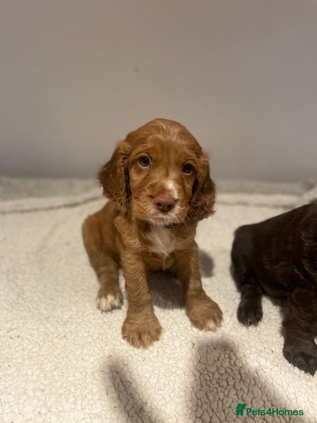 Cocker Spaniel dogs for sale: Working Cocker Spaniels  - Image 5