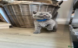 British Shorthair cats for sale: 🏆Grand Champion Sired GCCF BritishShorthair 1left - Image 10
