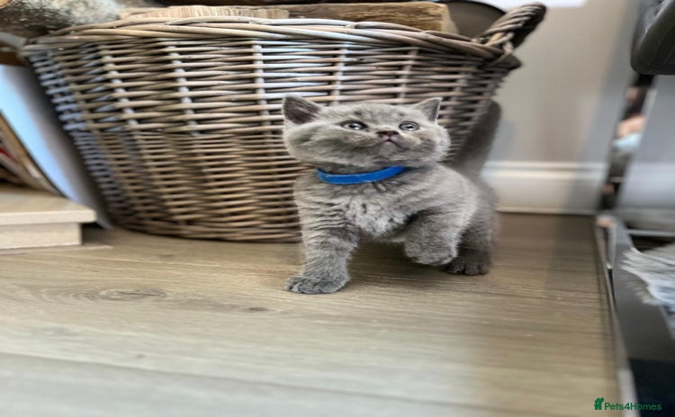 British Shorthair cats - Advert 3