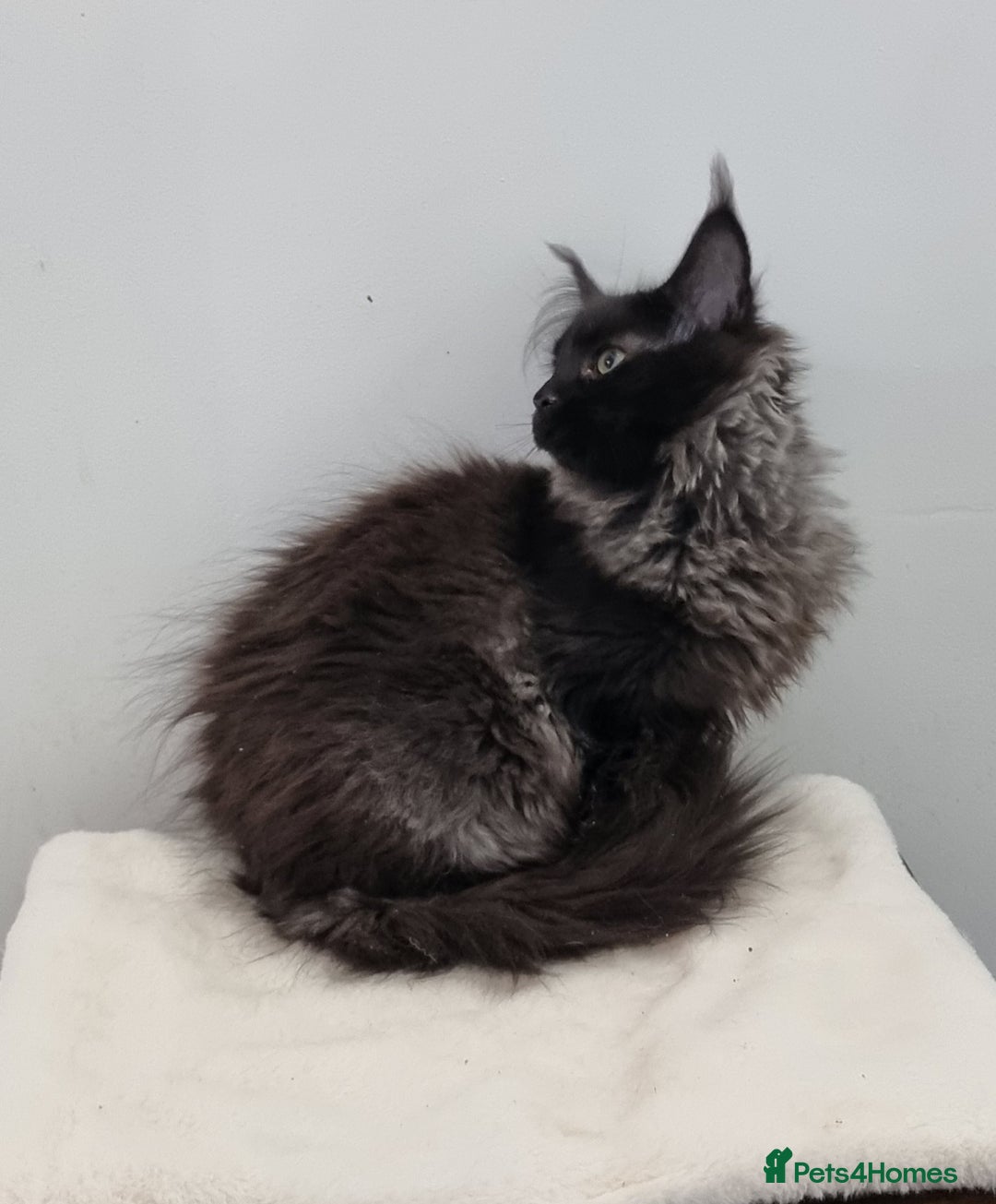 Maine Coon cats for sale: Pedigree Maine Coon Kittens for sale  - Advert 18