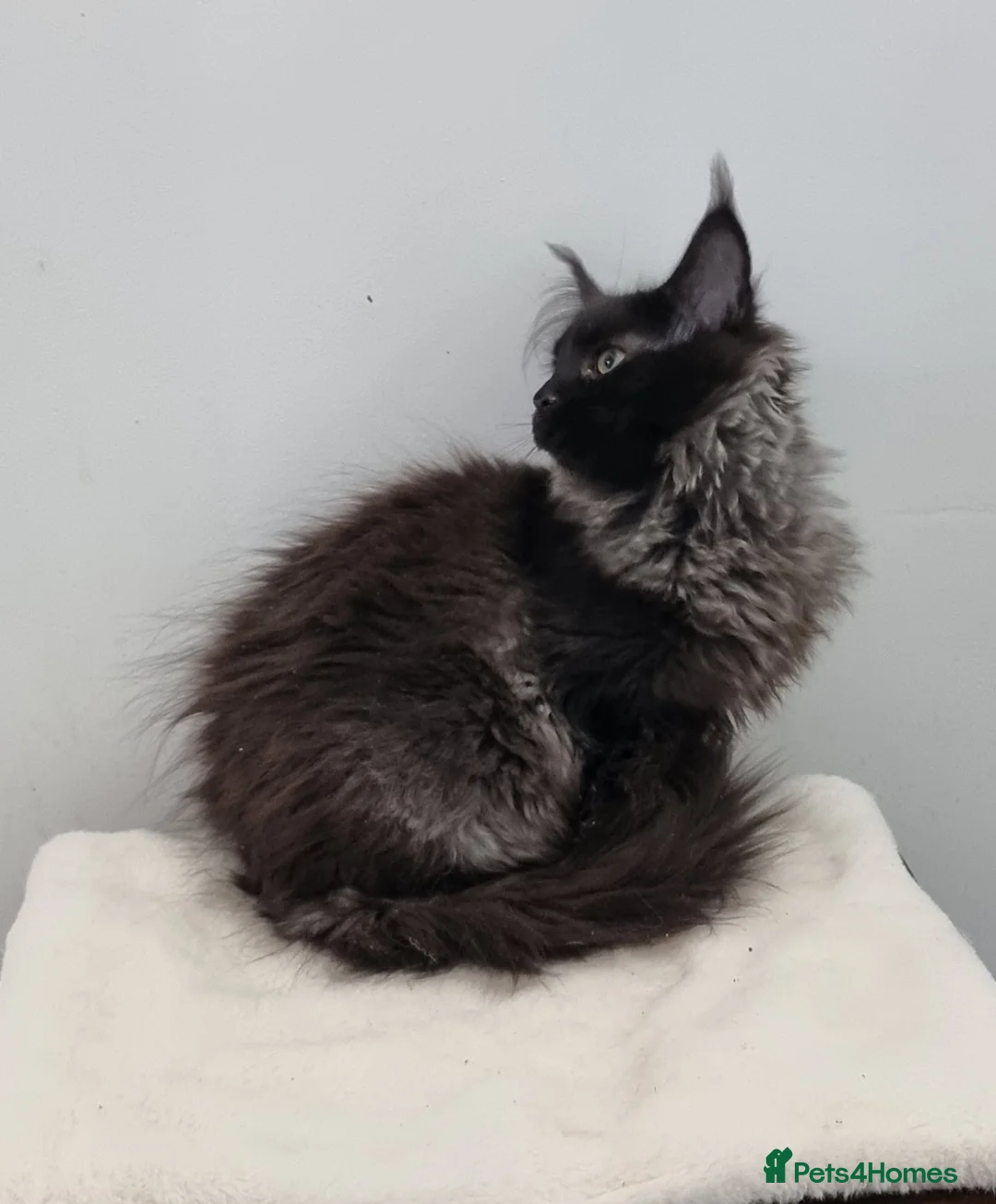 Maine Coon cats for sale: Pedigree Maine Coon Kittens for sale  - Advert 18