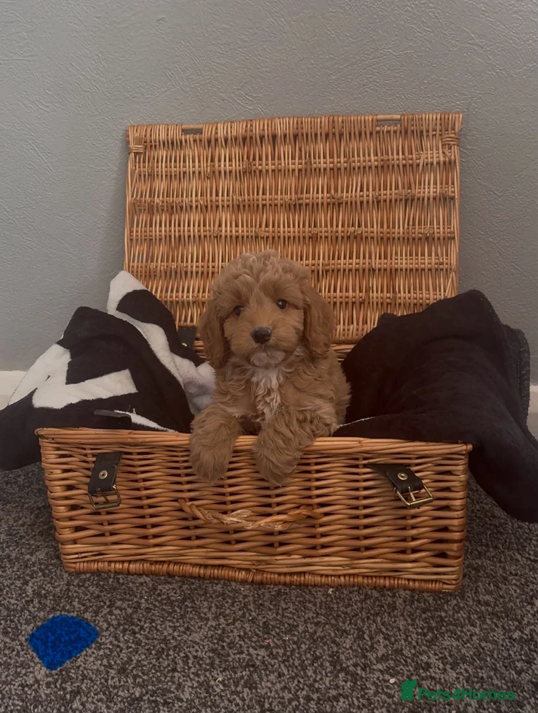 Cockapoo dogs for sale: Cockapoo in Leatherhead - Advert 2