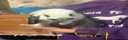 French Lop rabbits for sale: Beautiful baby French lop rabbits  - Advert 7
