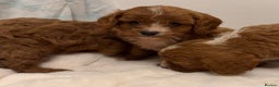 Cavapoo dogs for sale: F1 cavapoo puppies fully health tested - Advert 14