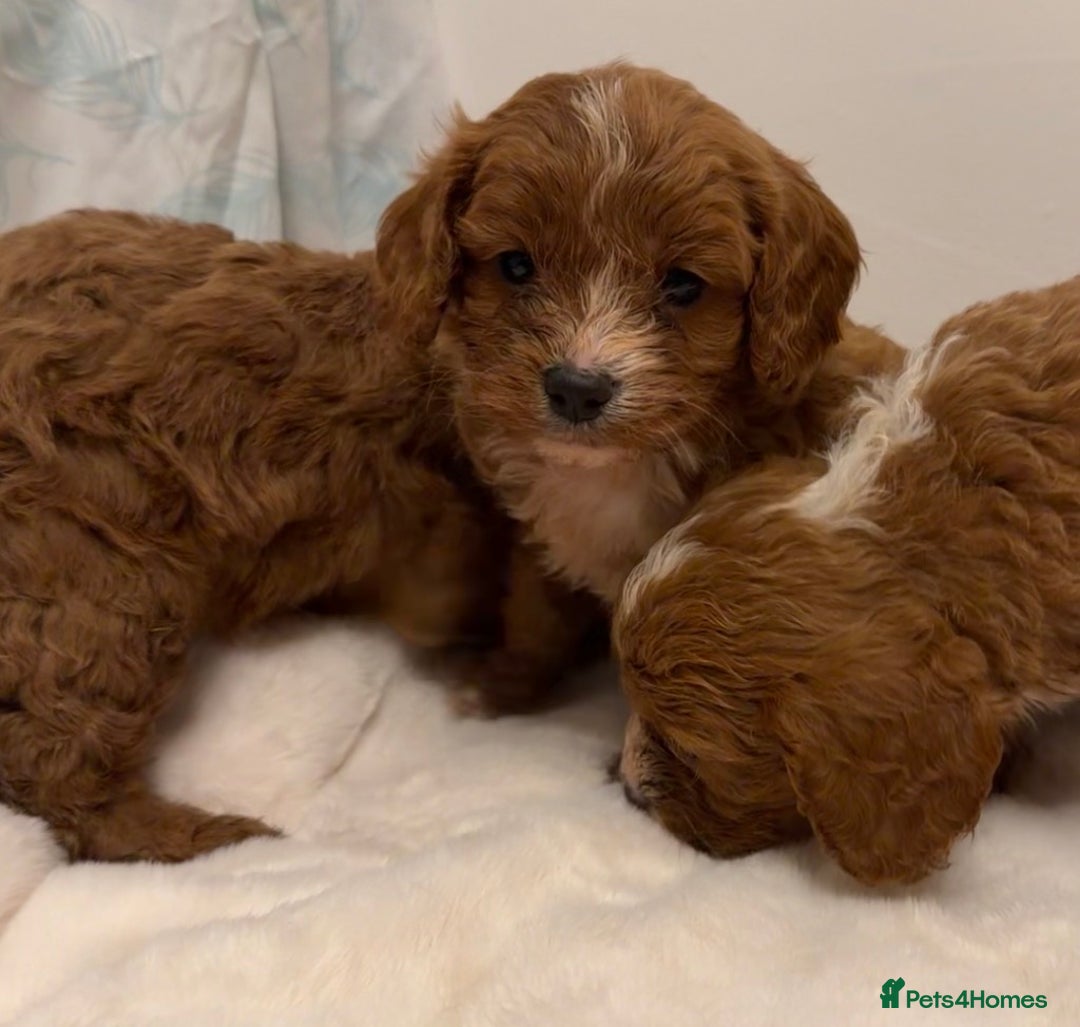 Cavapoo dogs for sale: F1 cavapoo puppies fully health tested - Advert 14