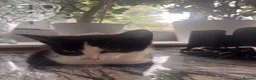 Mixed Breed cats for sale: Kitten needs rehoming desperately  in Leeds - Advert 3